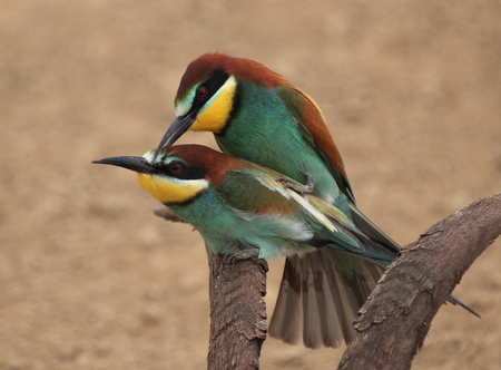 european bee-eaterの写真素材