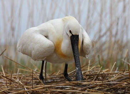eurasian spoonbillの写真素材