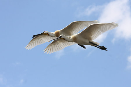 eurasian spoonbill