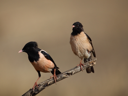 Pink starlingsの写真素材