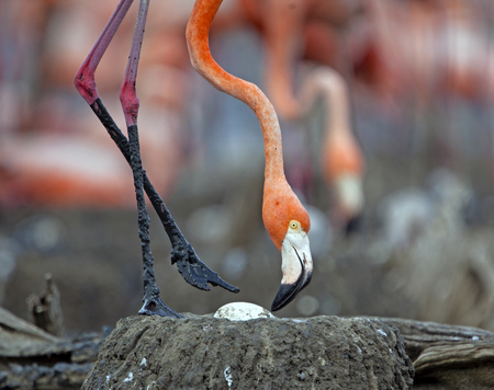 pink flamingoの写真素材