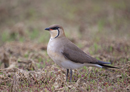 pratincole russia steppeの写真素材