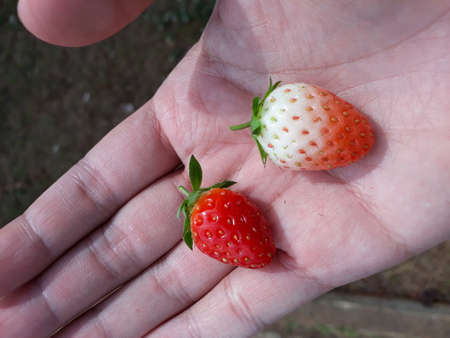 delicious little strawberriesの写真素材