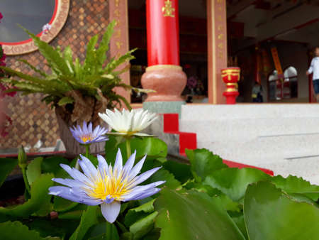 purple lotus in front of a Chinese templeの写真素材