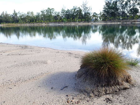Little grass by the green waterの写真素材