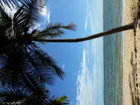 Two coconut trees on the beach are strange dark water. It's a clear dayの写真素材