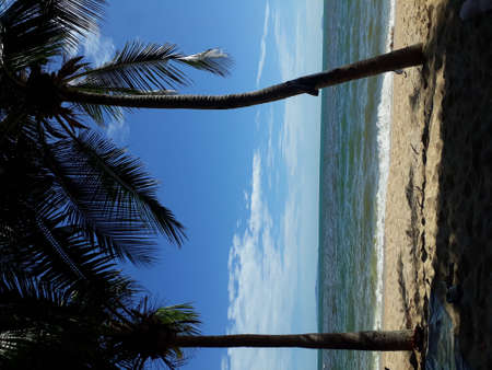 Two coconut trees on the beach are strange dark water. It's a clear dayの写真素材