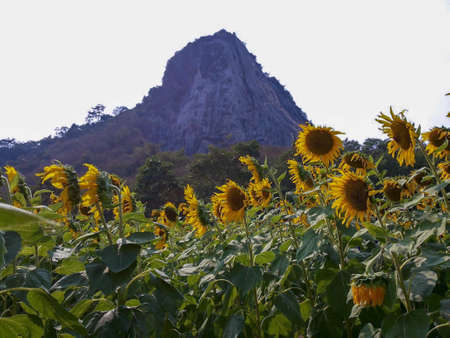 Sunflower field on the hillsideの写真素材