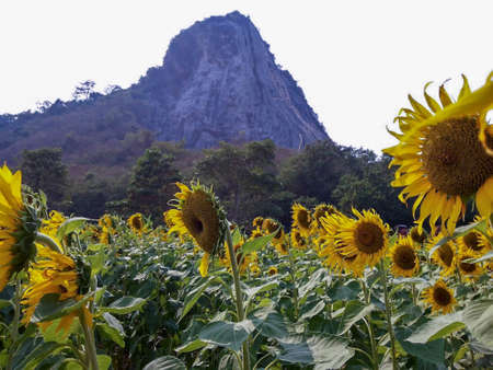 Sunflower field on the hillsideの写真素材