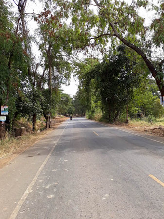 Road with trees by the waysideの写真素材