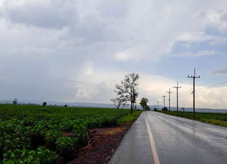 Concrete roads and cassava fields on a rainy dayの写真素材