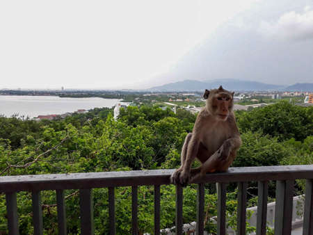 monkey sitting on the fence. the back is a forest river and cityの写真素材