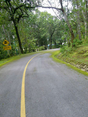 Road in the forest with lichens growing on the roadの写真素材