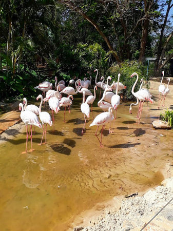 Flock of flamingos stand on a simulated pond in the zoo. there is a tree in the backの写真素材