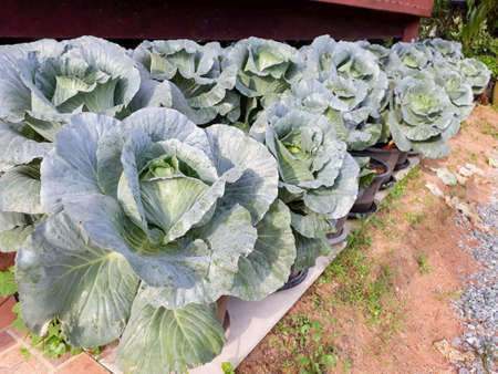 Lots of kale grown in pots in close-up.の写真素材