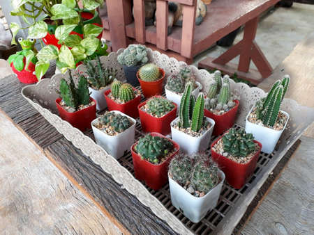 Lots of cactus in square shape pots. There is a spotted betel and a frog statue next to it.の写真素材