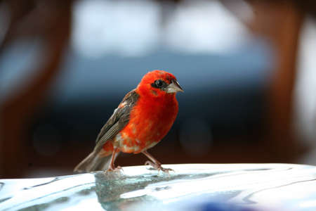 red sparrowの写真素材