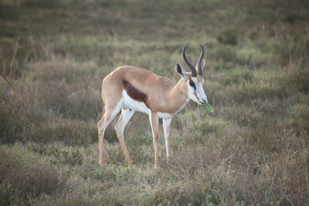 Springbok