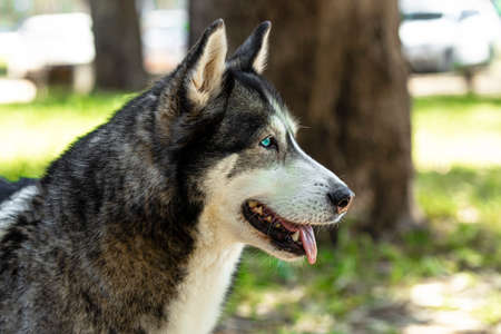 Husky. Close-up portrait of the head of a dog of the Husky breed on the background of nature.の写真素材
