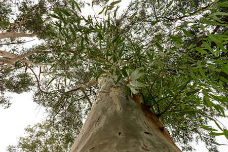 Photo up to the top of the tree, shot from below. low angle view of tree. Nature.