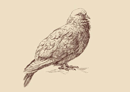 Pigeon - hand draw illustrationのイラスト素材