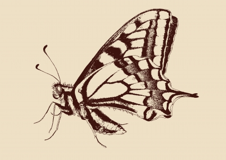 butterfly Swallowtail  Papilio machaon のイラスト素材