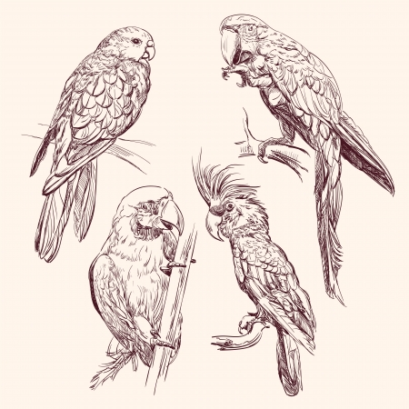Parrot  collection   vector llustrationのイラスト素材