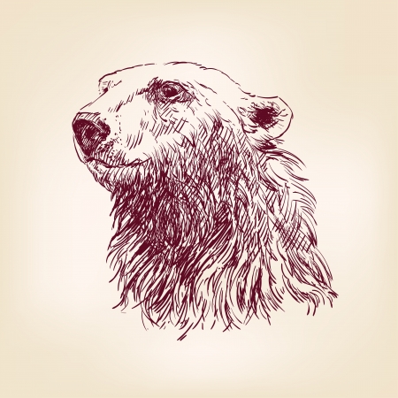 polar bear hand drawnのイラスト素材