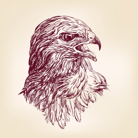 hawk - vector illustrationのイラスト素材