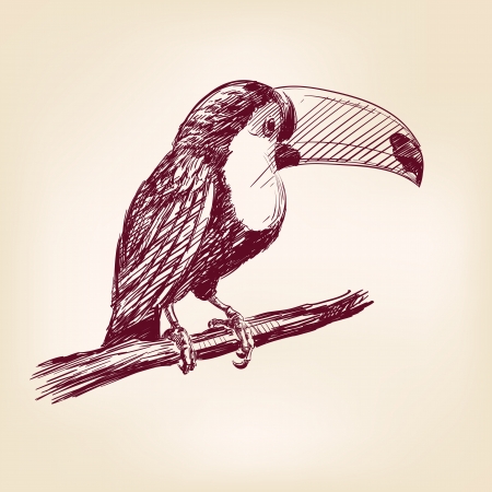 toucan hand drawnの写真素材