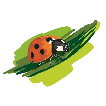 ladybirdのイラスト素材