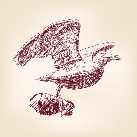 seagull hand drawnのイラスト素材