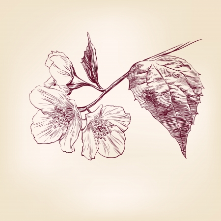 Jasmine hand drawn illustrationのイラスト素材