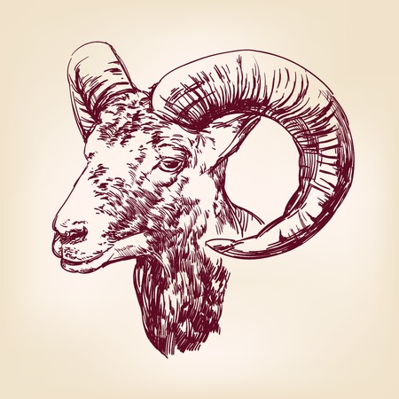 goat hand drawn vector llustration realistic sketchのイラスト素材