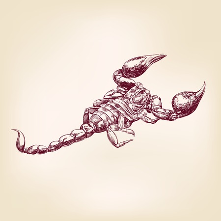 Scorpion  hand drawn vector llustration realistic sketchのイラスト素材