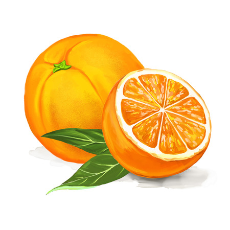 fruit orange Vector illustration  hand drawn  painted watercolorのイラスト素材