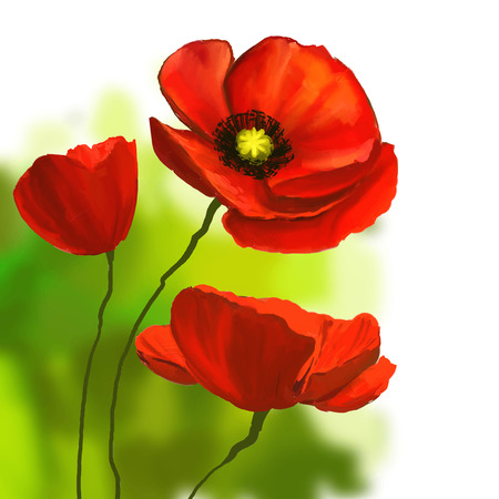 poppies vector illustration  hand drawn  painted watercolorのイラスト素材