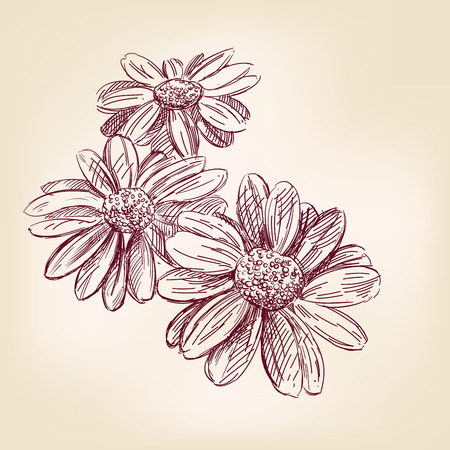 daisy  hand drawn vector llustration realistic sketchのイラスト素材