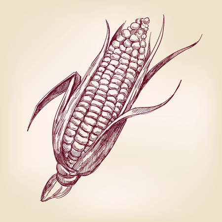 corncob  hand drawn vector llustration realistic sketchのイラスト素材