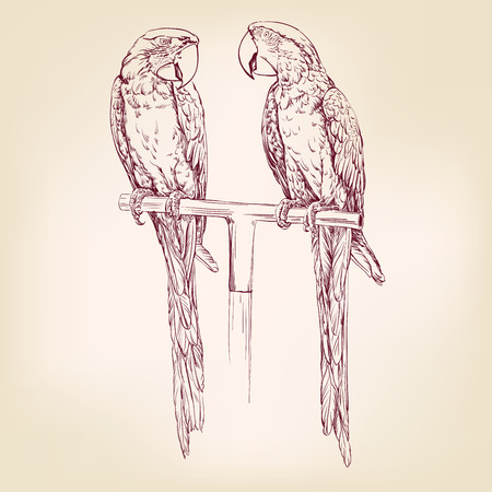 Parrot isolated hand drawn vector llustration realistic sketchのイラスト素材