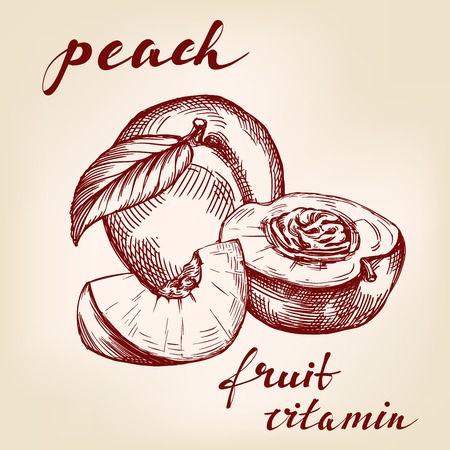 fruit peach set hand drawn vector llustration realistic sketchのイラスト素材
