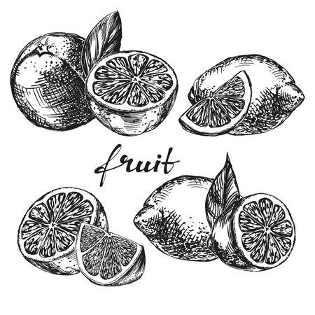 fruit orange, lemon and lime set hand drawn vector llustration realistic sketchのイラスト素材