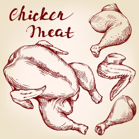 Chicken meat set vector llustration realistic sketch, the types of the body parts of the chicken , wings, ham,のイラスト素材