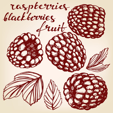 blackberries, raspberries set hand drawn vector illustration realistic sketchのイラスト素材