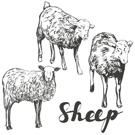 sheep set hand drawn vector illustration realistic sketchの写真素材