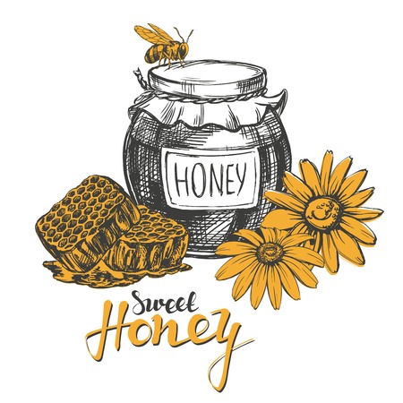 Honey. Design elements set. Detailed engraved. Vintage hand drawn vector illustration realistic sketch.のイラスト素材