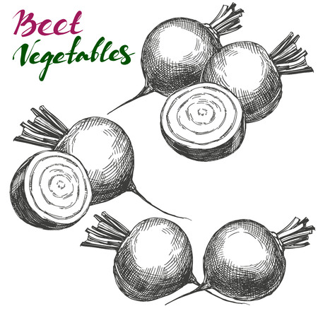 Beet vegetable set. Detailed engraved. Vintage hand drawn vector illustration realistic sketchのイラスト素材