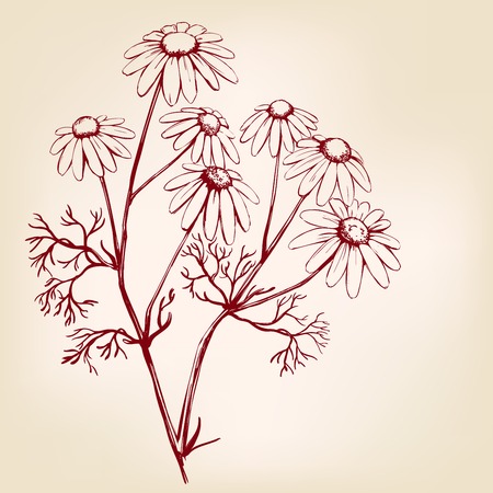 chamomile, herb medicinal, daisy hand drawn vector illustration realistic sketchのイラスト素材