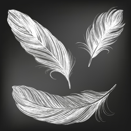feathers white set collection hand drawn vector illustration sketch, drawn in chalk on a black Board.のイラスト素材