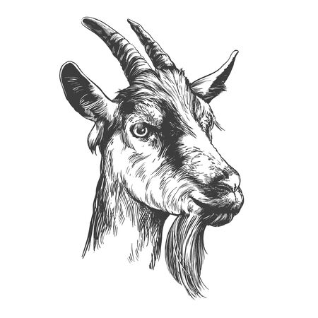 goat hand drawn vector illustration realistic sketchのイラスト素材